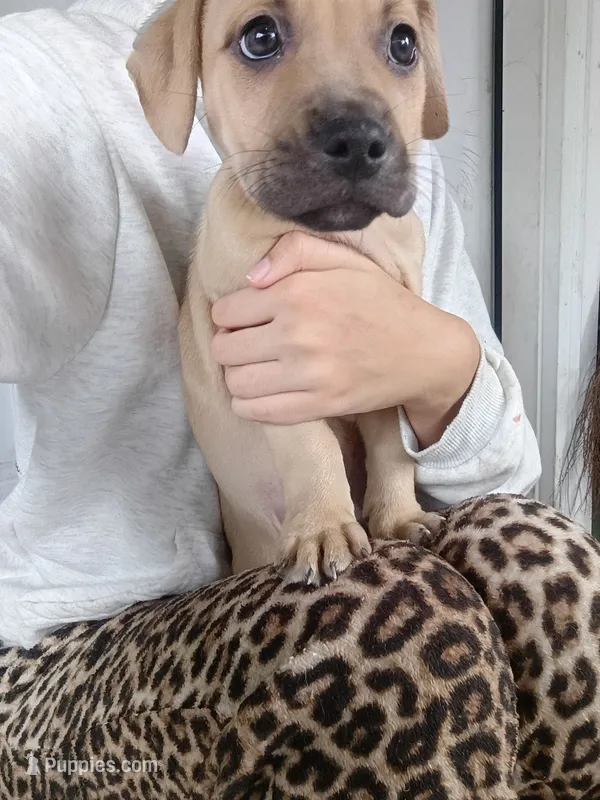 Blacknose Male – American Pit Bull Terrier, Labrador Retriever puppy for sale in Rochester, NY