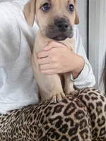 Blacknose Male, a male American Pit Bull Terrier and Labrador Retriever for sale in Rochester, NY – 1 of 9