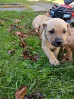 Blacknose Male, a male Bullmastiff and American Pit Bull Terrier for sale in Rochester, NY – 5 of 5