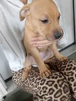 Blacknose Female, a female American Pit Bull Terrier and Labrador Retriever for sale in Rochester, NY – 1 of 6