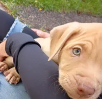 Rednose Male, a male Bullmastiff and American Pit Bull Terrier for sale in Rochester, NY – 2 of 4