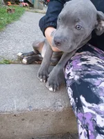 Kane, a male American Pit Bull Terrier and Cane Corso for sale in Rochester, NY – 4 of 4