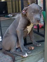Kano, a male American Pit Bull Terrier and Cane Corso for sale in Rochester, NY – 2 of 7