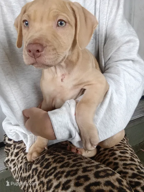 Rednose Male – American Pit Bull Terrier, Labrador Retriever puppy on hold in Rochester, NY