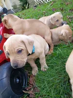 Blacknose Male 3, a male Bullmastiff and American Pit Bull Terrier for sale in Rochester, NY – 5 of 5