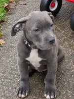 Kane, a male American Pit Bull Terrier and Cane Corso for sale in Rochester, NY – 3 of 4