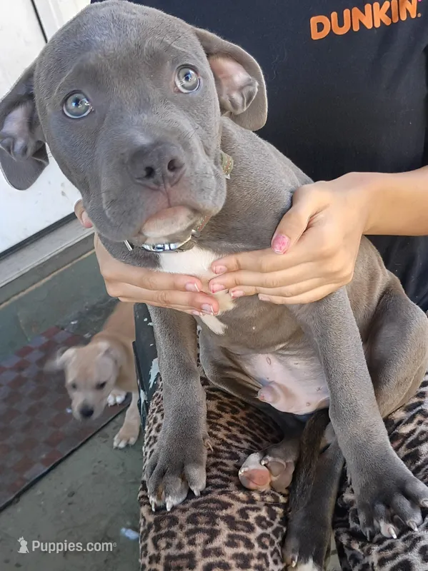 Kano – American Pit Bull Terrier, Cane Corso puppy for sale in Rochester, NY