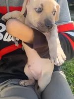 Blacknose Male, a male Bullmastiff and American Pit Bull Terrier for sale in Rochester, NY – 4 of 5