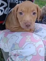 Rednose Female, a female Bullmastiff and American Pit Bull Terrier for sale in Rochester, NY – 4 of 4