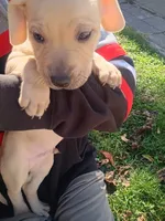 Blacknose Male 3, a male Bullmastiff and American Pit Bull Terrier for sale in Rochester, NY – 4 of 5