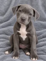Kane, a male American Pit Bull Terrier and Cane Corso for sale in Rochester, NY – 2 of 4