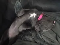 Nova, a female American Pit Bull Terrier and Cane Corso for sale in Rochester, NY – 2 of 4