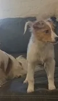 Cupcake, a female Australian Shepherd and Beagle for sale in Rochester, NY – 3 of 4