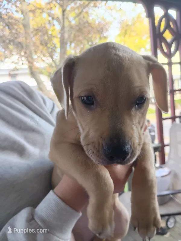 Blacknose Male 2 – American Pit Bull Terrier, Labrador Retriever puppy for sale in Rochester, NY