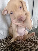 Rednose Male, a male American Pit Bull Terrier and Labrador Retriever for sale in Rochester, NY – 6 of 7