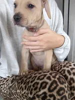 Blacknose Male 2, a male American Pit Bull Terrier and Labrador Retriever for sale in Rochester, NY – 5 of 7