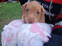 Rednose Female, a female Bullmastiff and American Pit Bull Terrier for sale in Rochester, NY – 2 of 4