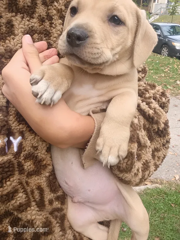 Blacknose Male 2 – Bullmastiff, American Pit Bull Terrier puppy for sale in Rochester, NY