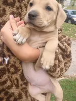 Blacknose Male 2, a male Bullmastiff and American Pit Bull Terrier for sale in Rochester, NY – 1 of 3