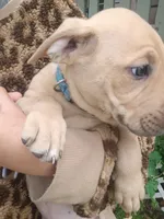 Blacknose Male 3, a male Bullmastiff and American Pit Bull Terrier for sale in Rochester, NY – 2 of 5