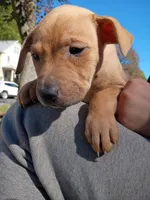 Blacknose Female, a female Bullmastiff and American Pit Bull Terrier for sale in Rochester, NY – 2 of 2