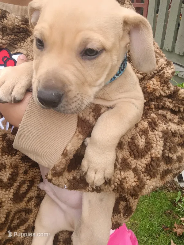 Blacknose Male 3 – Bullmastiff, American Pit Bull Terrier puppy for sale in Rochester, NY