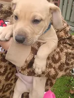 Blacknose Male 3, a male Bullmastiff and American Pit Bull Terrier for sale in Rochester, NY – 1 of 5