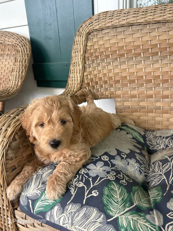 Haley – Goldendoodle puppy for sale in Swanzey, NH