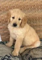 Huckleberry , a male Goldendoodle for sale in Swanzey, NH – 1 of 1