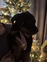 Padmé, a female Rottweiler for sale in San Bernardino, CA – Photo 2 of 3