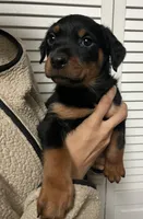 Ahsoka, a female Rottweiler for sale in San Bernardino, CA – Photo 1 of 3
