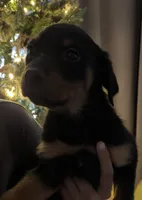 Ahsoka, a female Rottweiler for sale in San Bernardino, CA – Photo 2 of 3