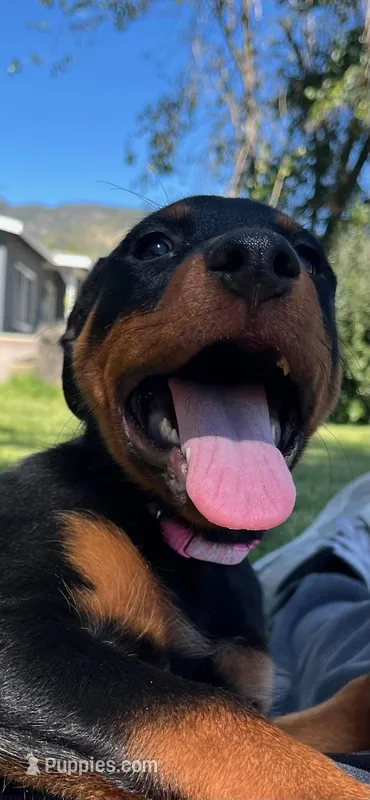 Ahsoka – Rottweiler puppy for sale in San Bernardino, CA