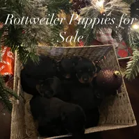 Obi-Wan, a male Rottweiler for sale in San Bernardino, CA – Photo 5 of 5