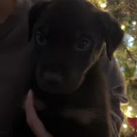 Obi-Wan, a male Rottweiler for sale in San Bernardino, CA – Photo 4 of 5