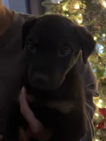 Obi-Wan, a male Rottweiler for sale in San Bernardino, CA – Photo 2 of 3