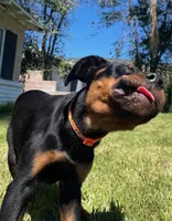 Obi-Wan, a male Rottweiler for sale in San Bernardino, CA – Photo 2 of 5