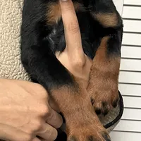 Obi-Wan, a male Rottweiler for sale in San Bernardino, CA – Photo 3 of 5