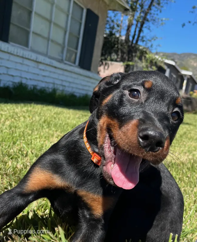 Obi-Wan – Rottweiler puppy for sale in San Bernardino, CA
