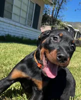 Obi-Wan, a male Rottweiler for sale in San Bernardino, CA – Photo 1 of 5
