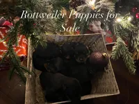 Luke, a male Rottweiler for sale in San Bernardino, CA – Photo 4 of 4