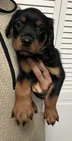 Leia, a female Rottweiler for sale in San Bernardino, CA – Photo 1 of 3