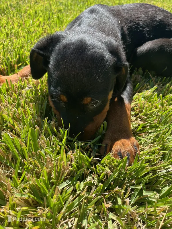 Leia – Rottweiler puppy for sale in San Bernardino, CA