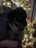 Leia, a female Rottweiler for sale in San Bernardino, CA – Photo 2 of 3