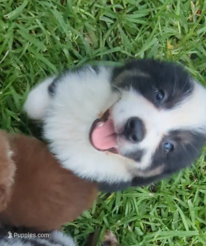 Avery's boy 3 – Australian Shepherd puppy for sale in Brooksville, FL