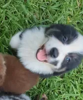 Avery's boy 3, a male Australian Shepherd for sale in Brooksville, FL – 8 of 8