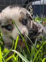 Avery's boy 3, a male Australian Shepherd for sale in Brooksville, FL – Photo 1 of 6