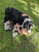 Avery's boy 3, a male Australian Shepherd for sale in Brooksville, FL – Photo 4 of 6