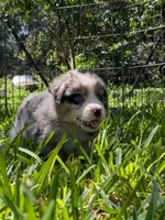 Avery's boy 3, a male Australian Shepherd for sale in Brooksville, FL – Photo 2 of 6
