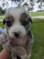 Avery's boy 3, a male Australian Shepherd for sale in Brooksville, FL – Photo 6 of 6
